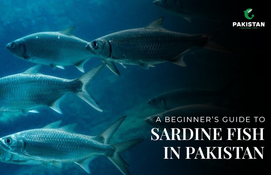 A Beginner's Guide To Sardine Fish In Pakistan