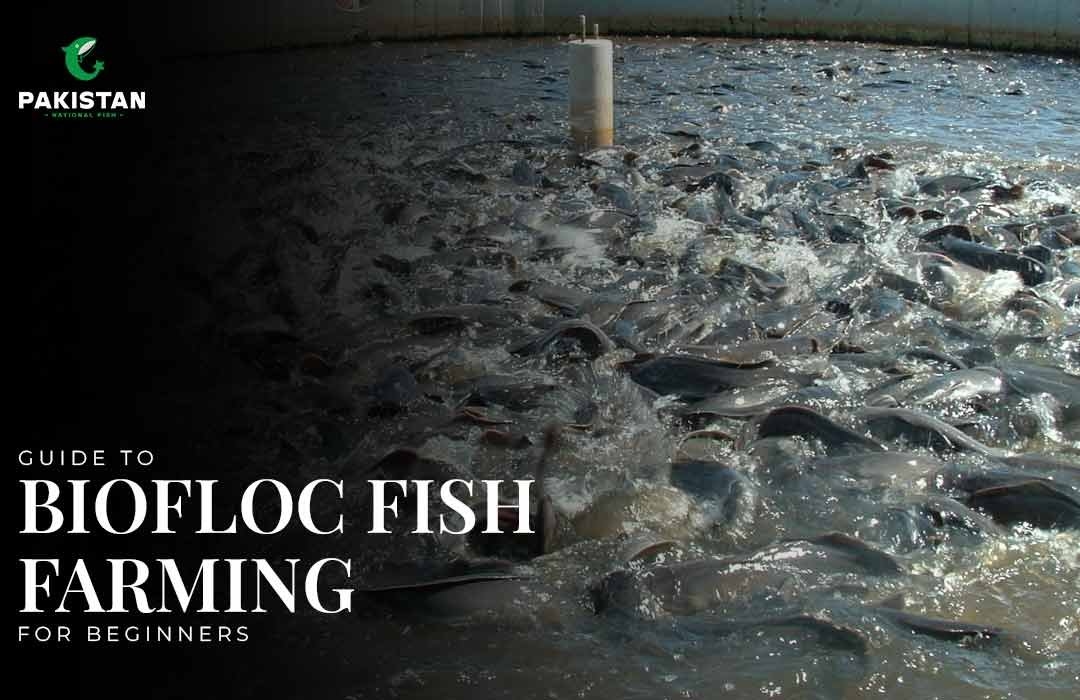 Guide To Biofloc Fish Farming For Beginners
