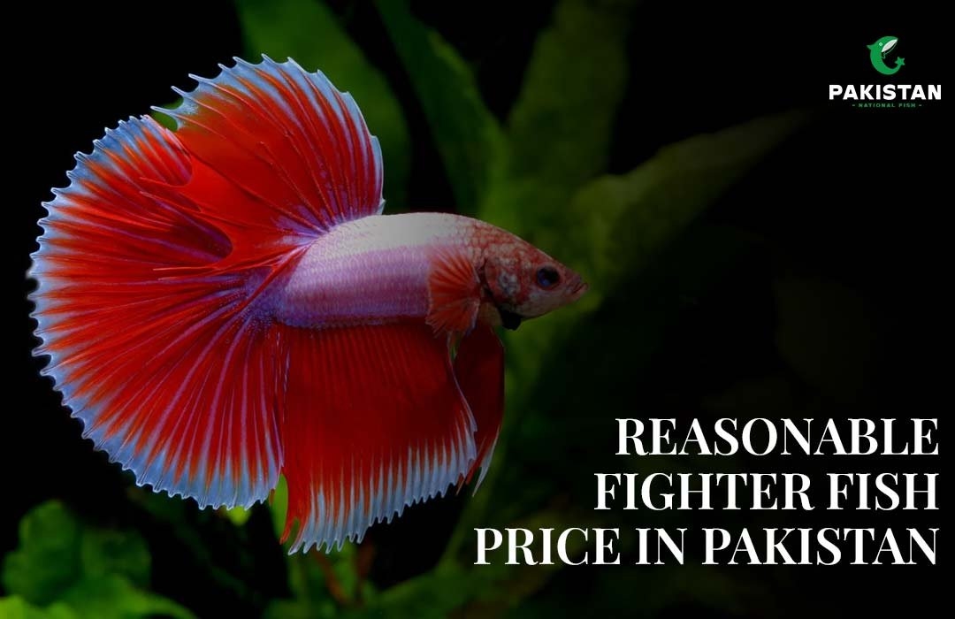 Reasonable Fighter Fish Price In Pakistan