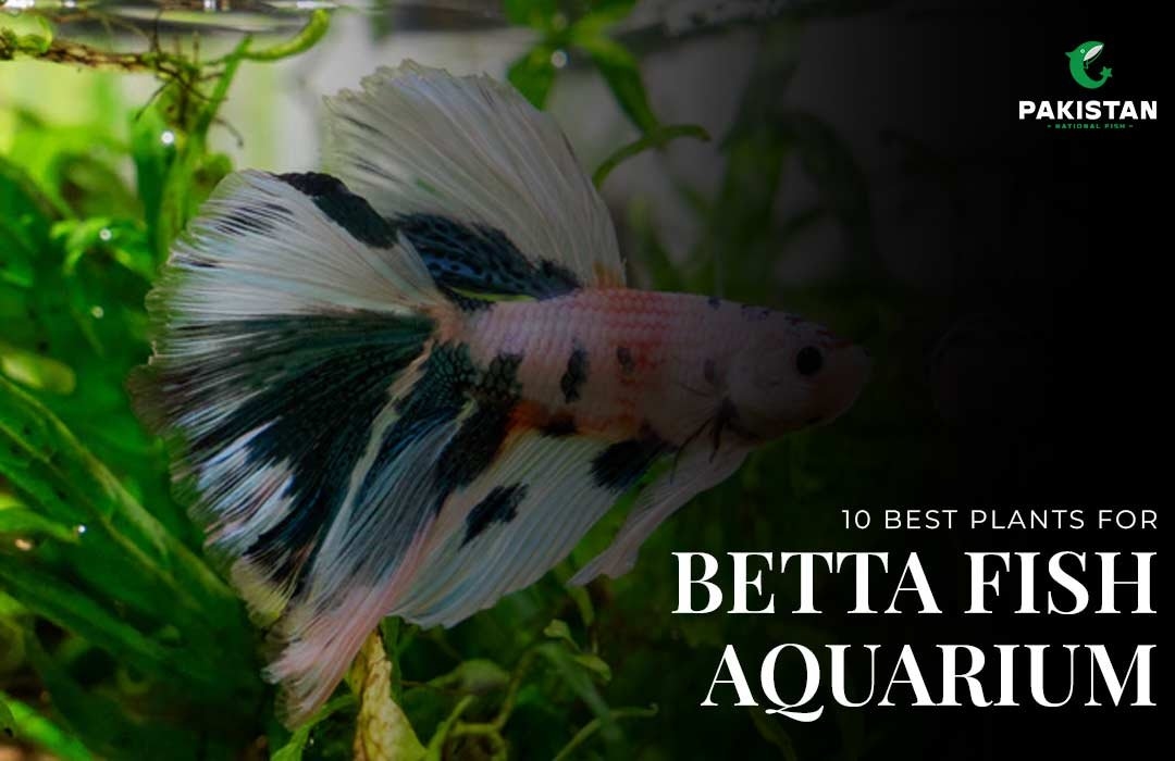 10 Best Plants For Betta Fish Aquarium