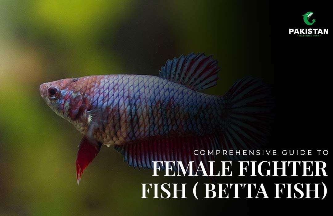 Comprehensive Guide to Female Fighter Fish ( Betta Fish)