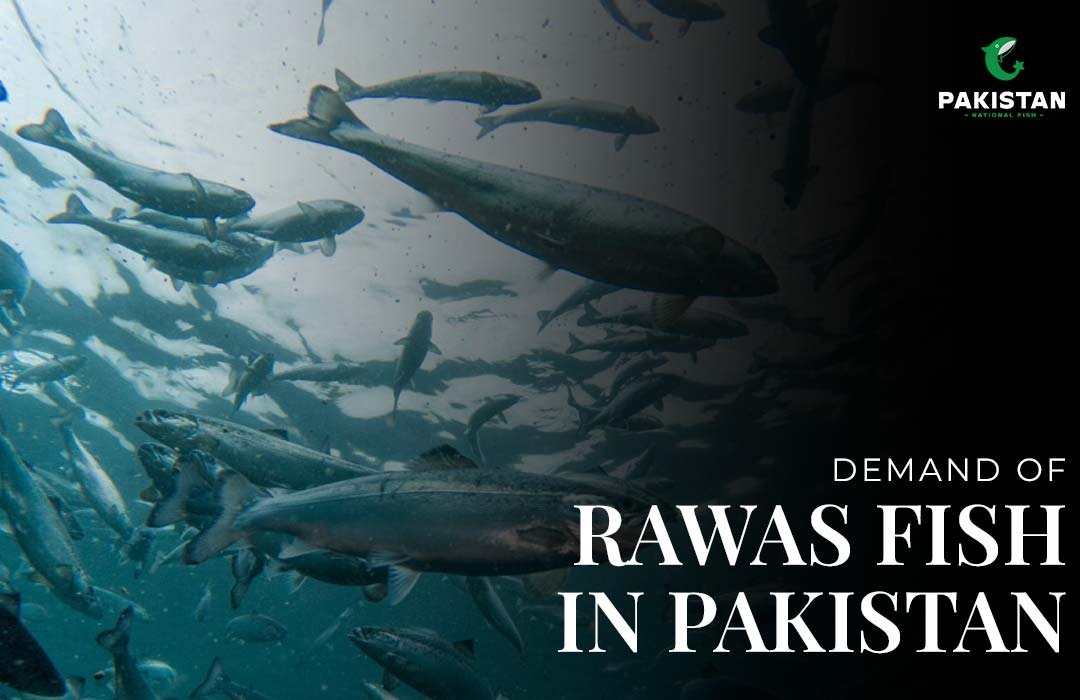 Demand Of Rawas Fish In Pakistan