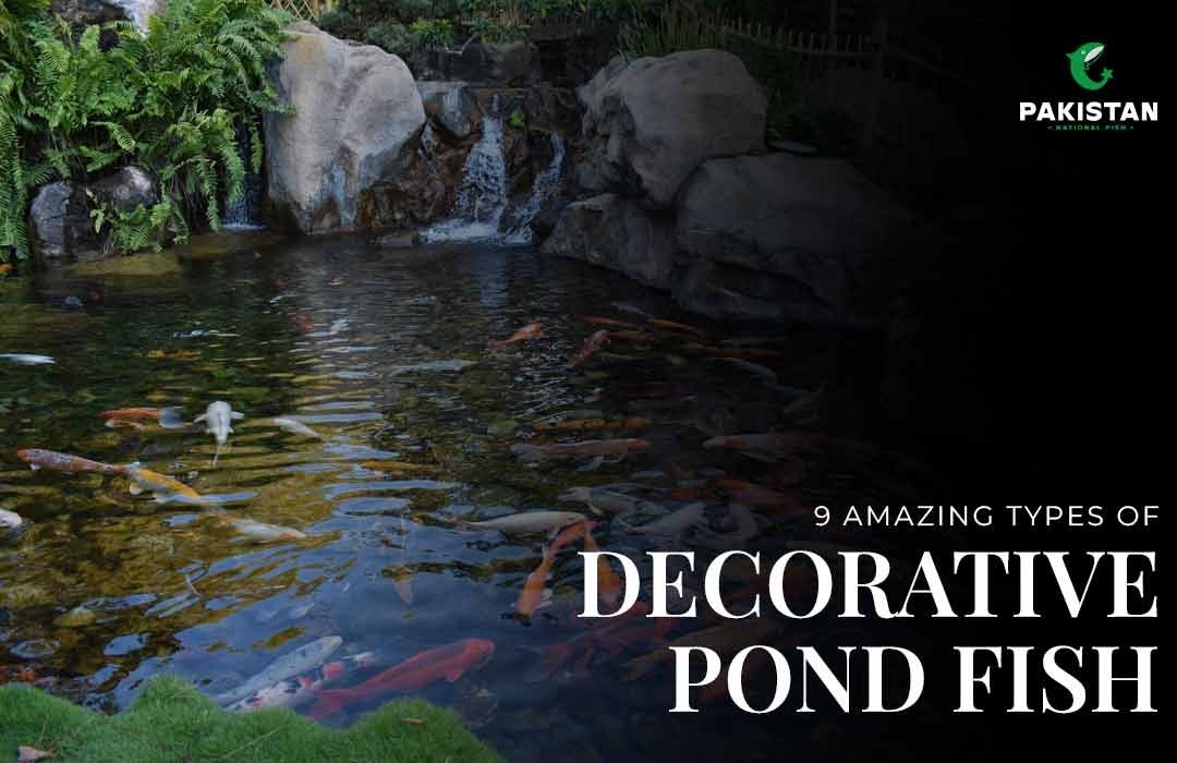 9 Amazing Types of Decorative Pond Fish