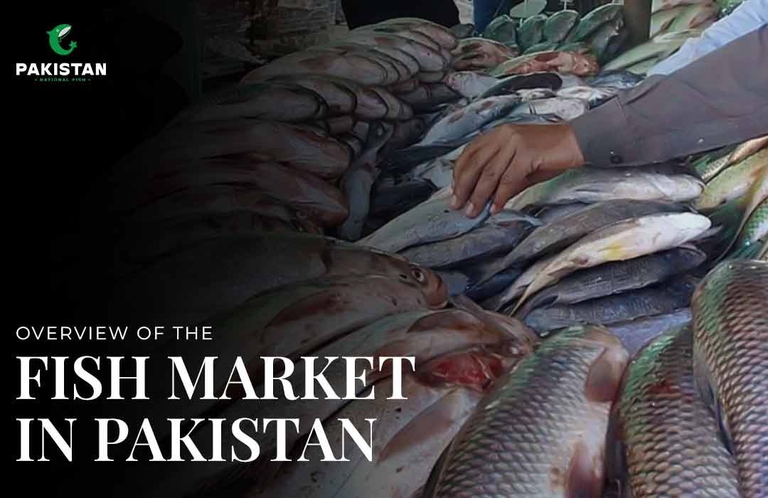 Overview of the Fish Market in Pakistan