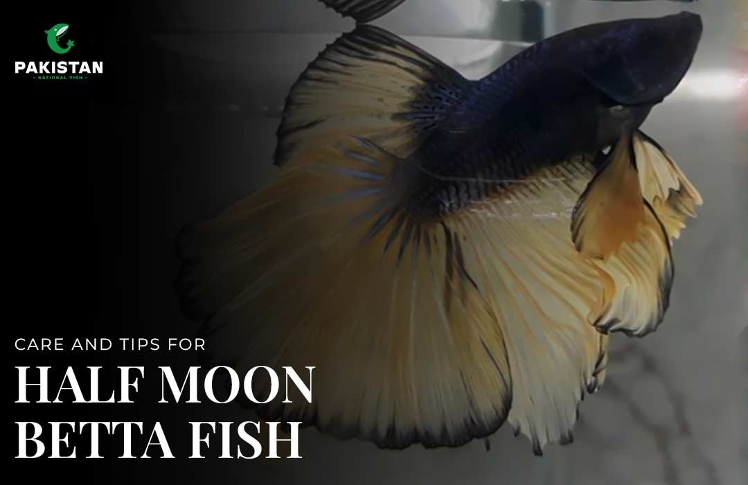 Care And Tips For Half Moon Betta Fish