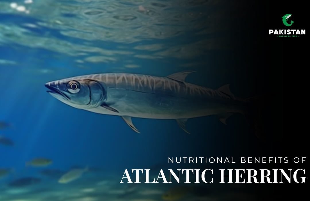 Nutritional Benefits of Atlantic Herring