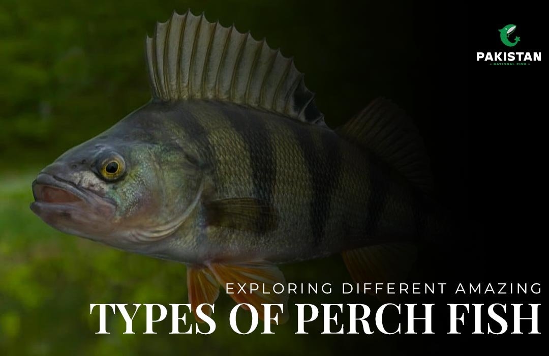 Exploring Different Amazing Types Of Perch Fish For 2026