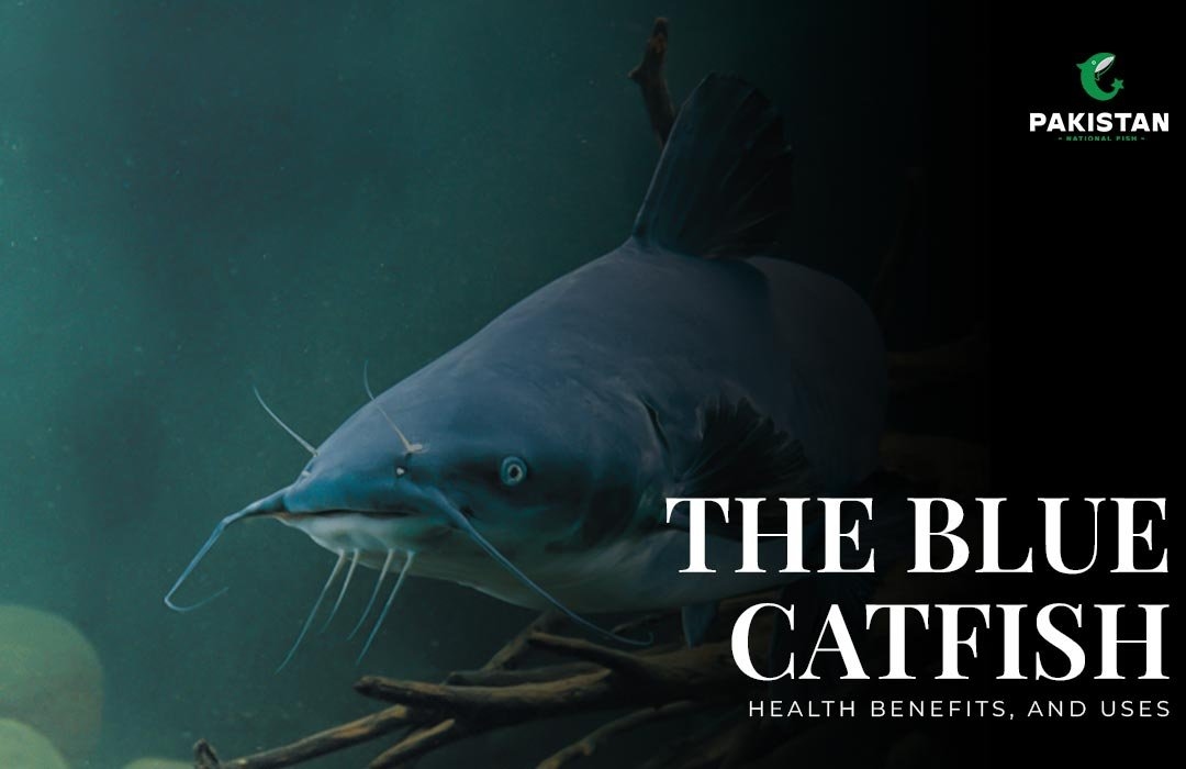 The Blue Catfish: Health Benefits, and Uses