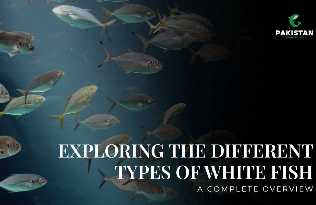 Exploring the Different Types of White Fish: A Complete Overview