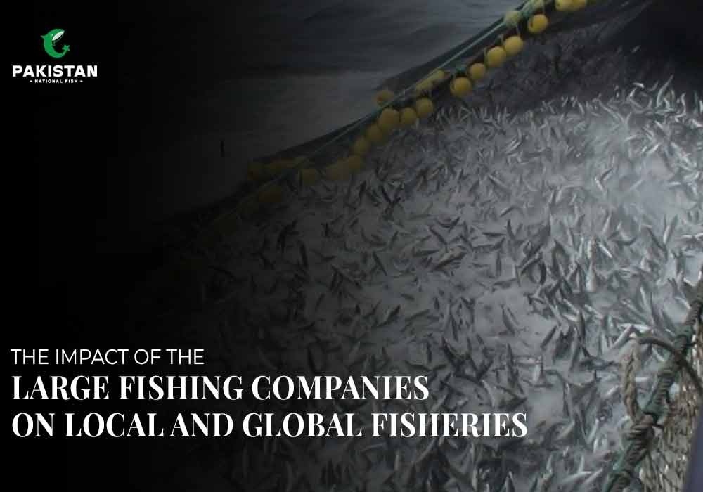 The Impact Of The Large Fishing Companies On Local And Global Fishries