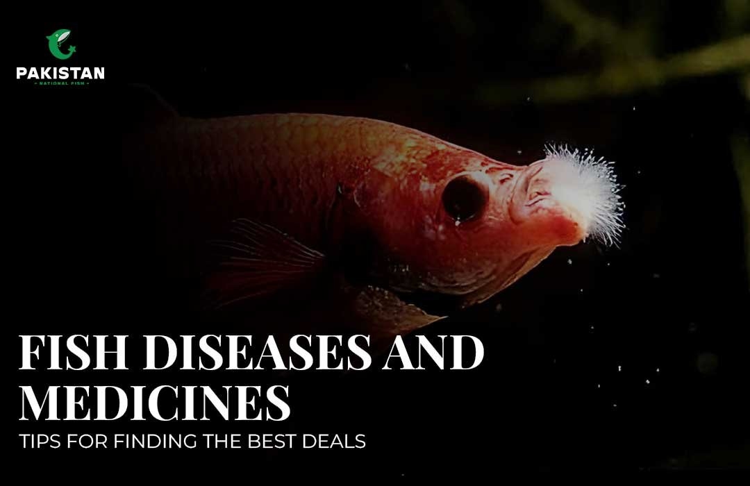Fish Diseases And Medicines: A Simple Guide For Healthy Aquariums