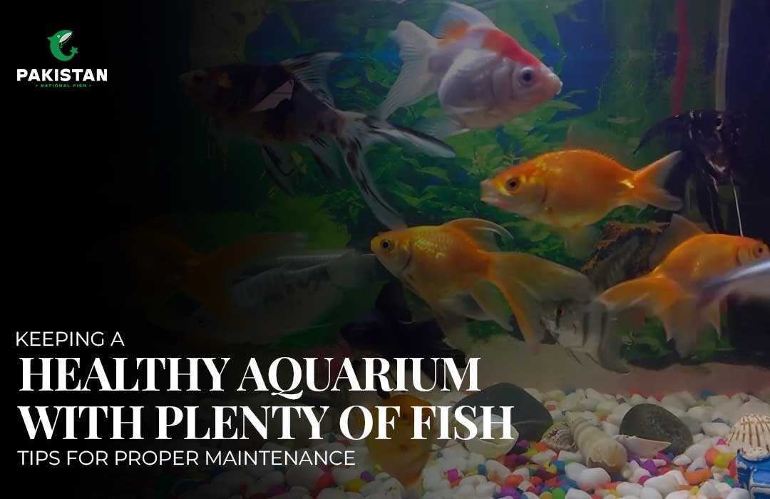 Keeping A Healthy Aquarium With Plenty Of Fish Tips For Proper Maintenance