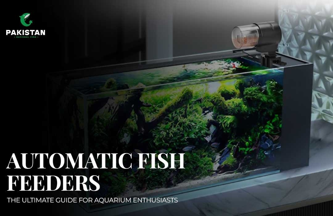Automatic Fish Feeders The Ultimate Guide For Aquarium Enthusiasts