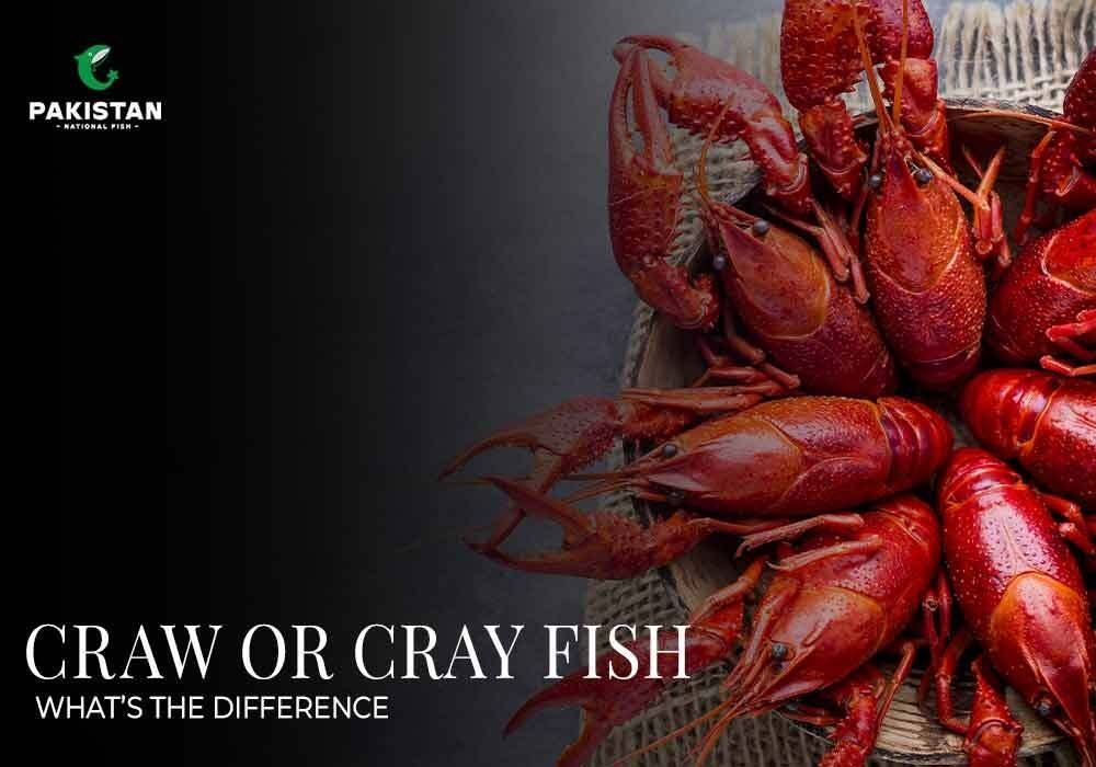 Craw Or Cray Fish What's The Difference