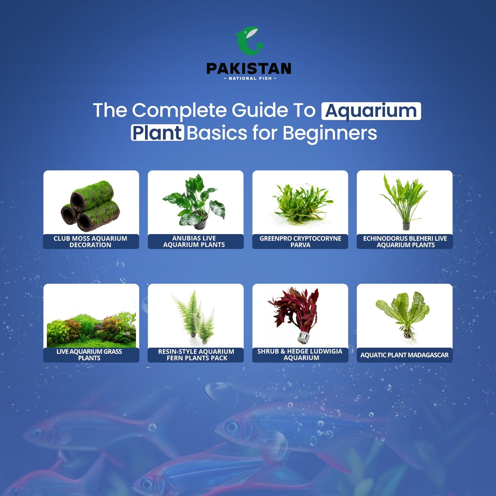 Starting Fresh: Aquarium Plant Basics for Beginners