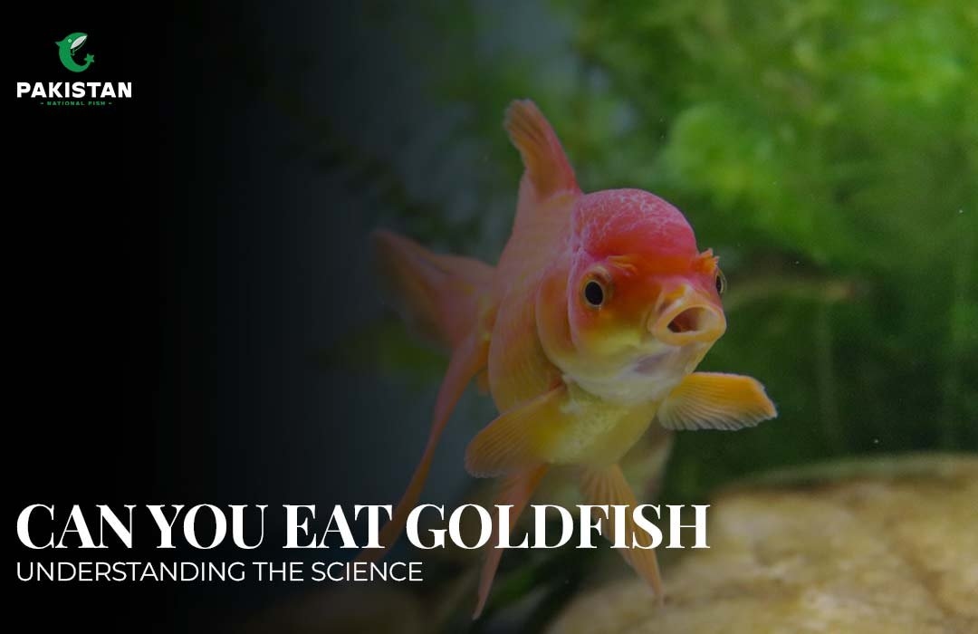 Can You Eat Goldfish? Understanding The Science
