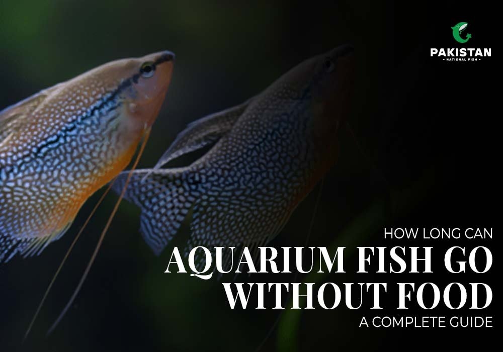 How Long Can Aquarium Fish Go Without Food? A Complete Guide