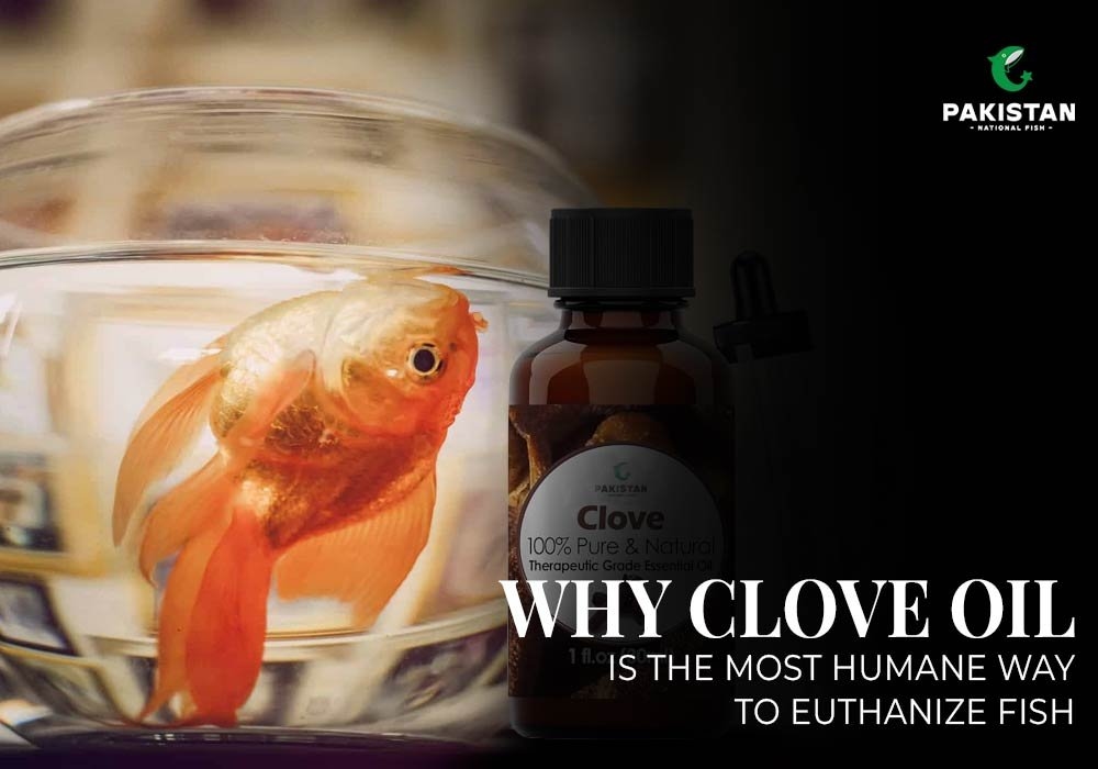 Why Clove Oil is the Most Humane Way to Euthanize Fish