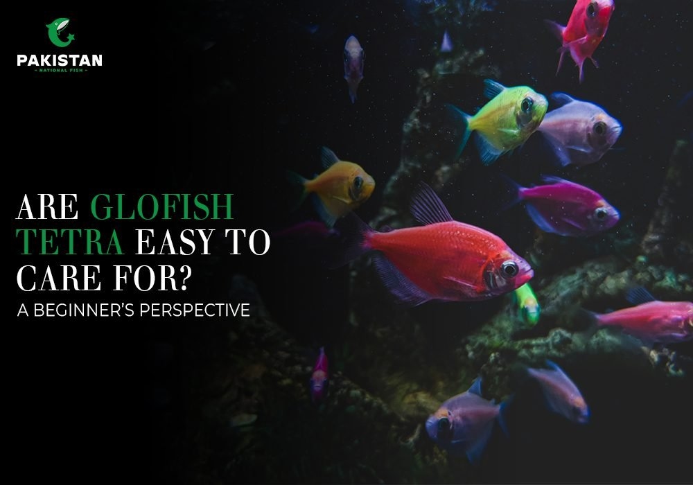 Are Glofish Tetra Easy To Care For? A Beginner’s Perspective