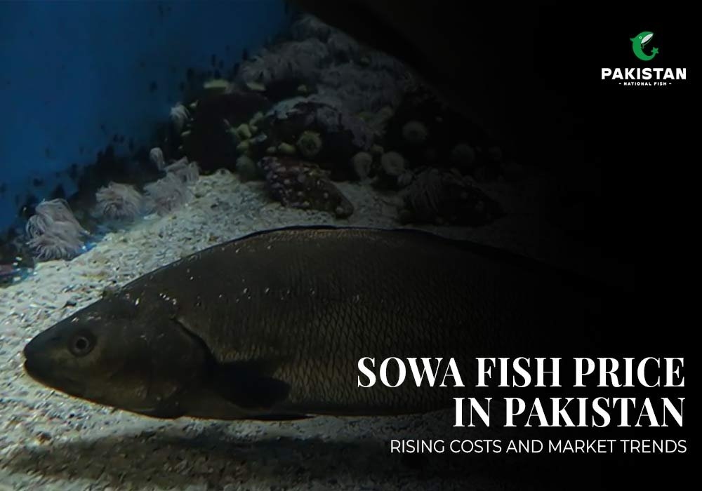 Sowa Fish Price In Pakistan: Rising Costs And Market Trends