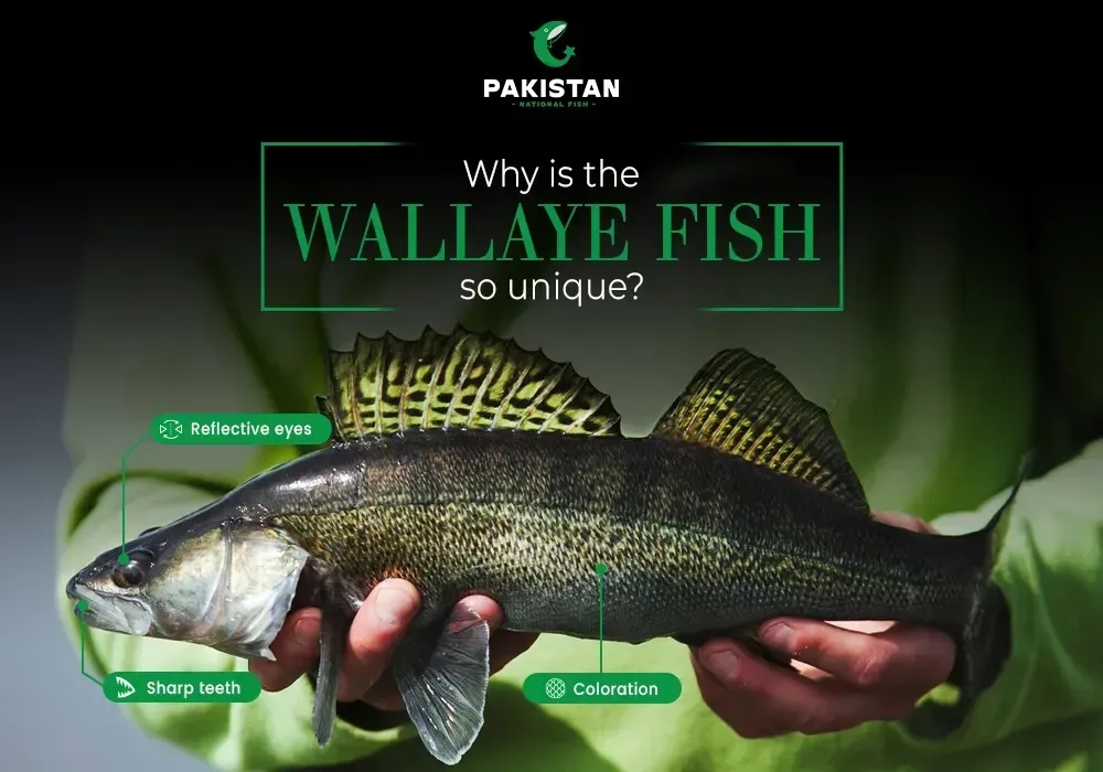 Why Is The Walleye Fish So Unique?