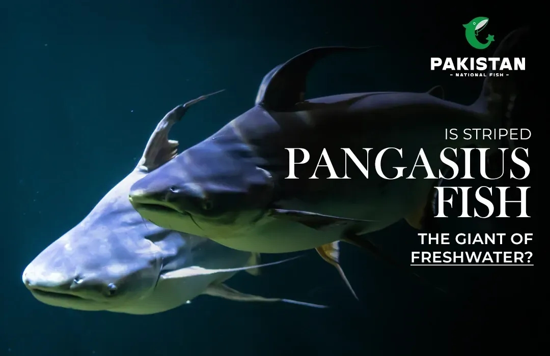 Is Striped Pangasius Fish the Giant of Freshwater?