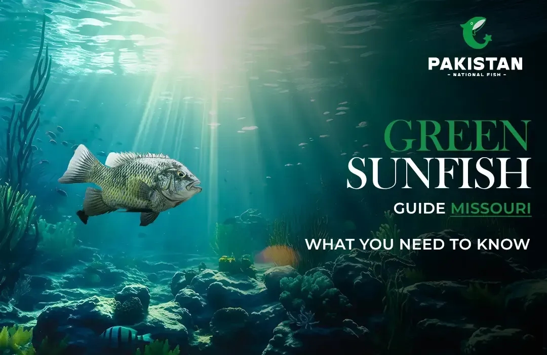 Green Sunfish Guide Missouri – What You Need to Know