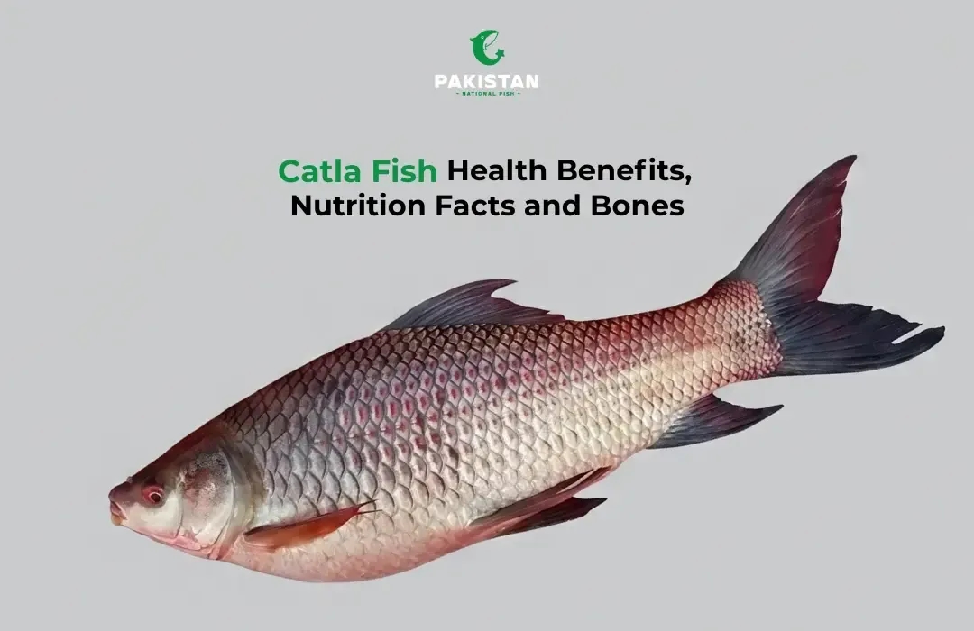 Catla Fish Health Benefits, Nutrition Facts, and Bones