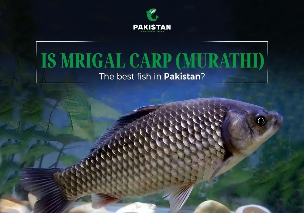 Is Mrigal Carp (Murathi) the Best Fish in Pakistan?