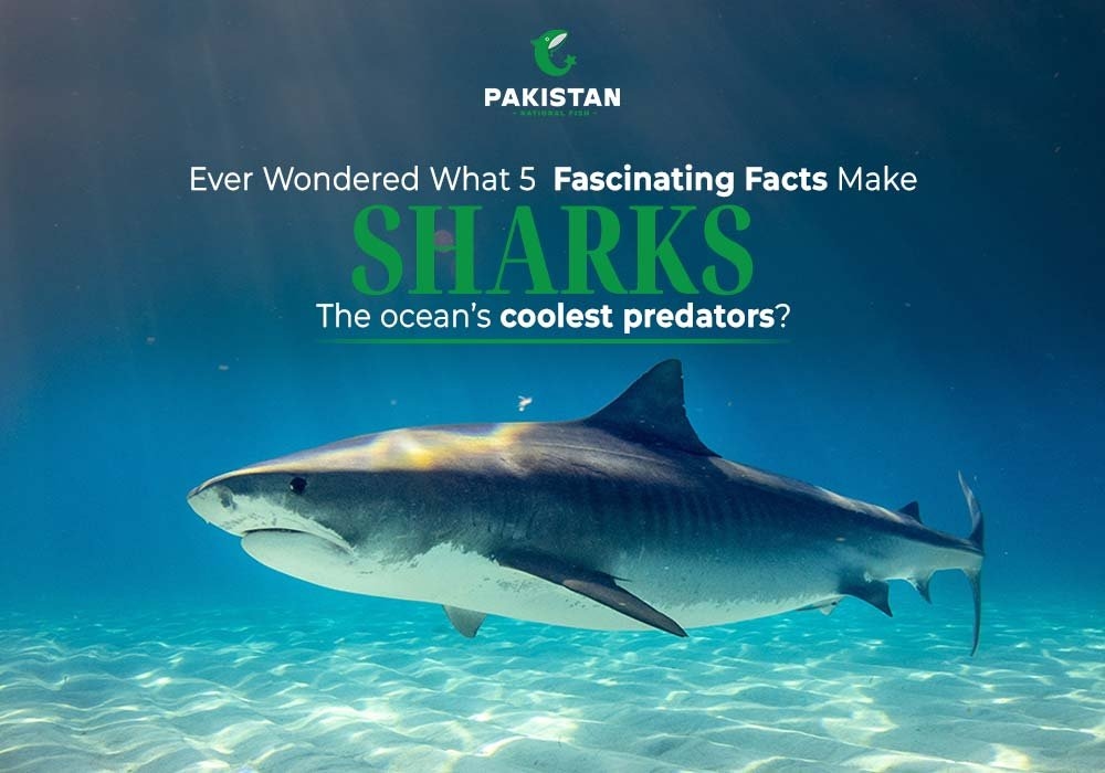 Ever Wondered What 5 Fascinating Facts Make Sharks the Ocean’s Coolest Predators?