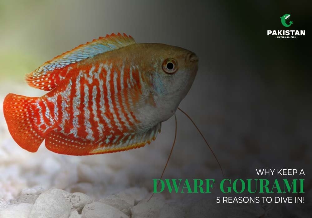 Why Keep a Dwarf Gourami? 5 Reasons to Dive In!