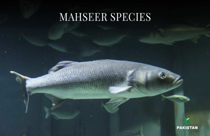 MAHSEER SPECIES