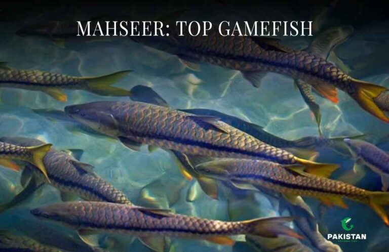 MAHSEER: TOP GAMEFISH