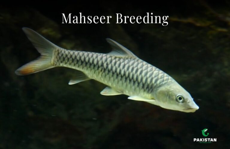 Mahseer-Breeding