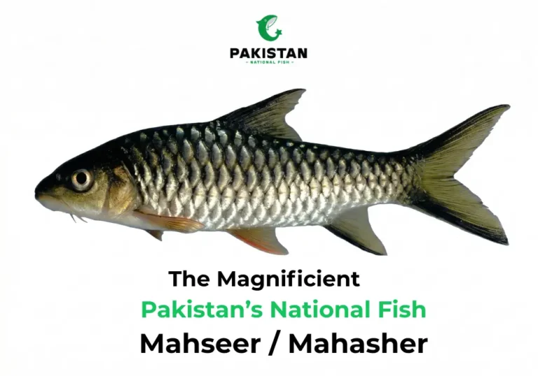 The Magnificient Pakistan’s National Fish: Mahseer/Mahasher National Fish Of Pakistan - Pakistan National Fish