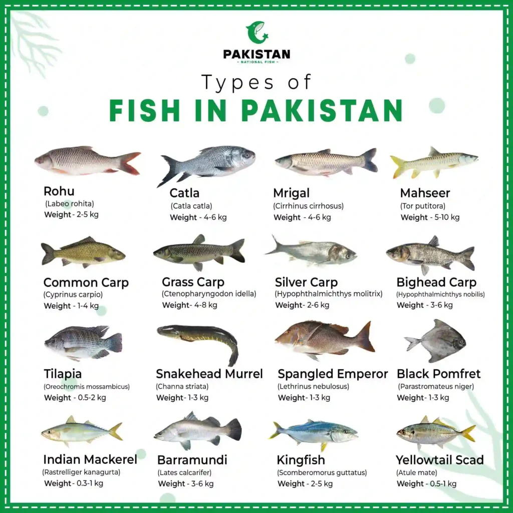 Types of Fishes in Pakistan - Fish Names in Pakistan