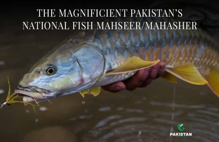 the-magnificent-pakistan-national-fish