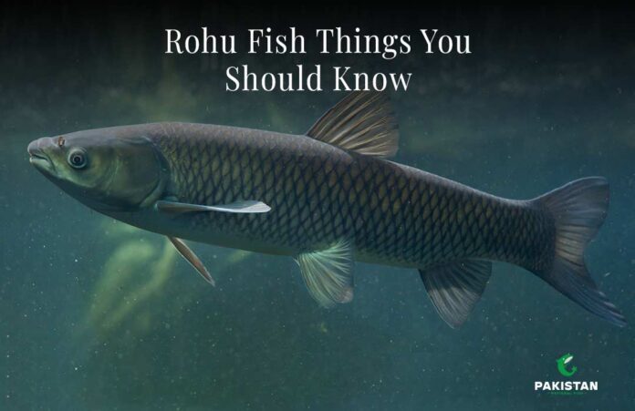Rohu-Fish-Things-You-Should-Know