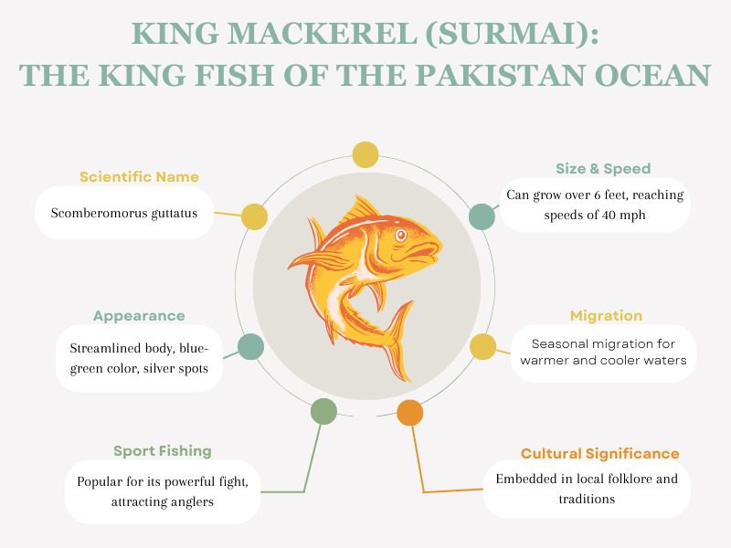 THE KING FISH OF THE PAKISTAN OCEAN