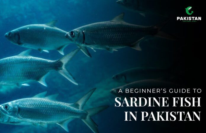 A Beginner’s Guide To Sardine Fish In Pakistan