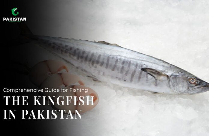 Comprehencive-Guide-for-Fishing-the-kingfish-in-pakistan