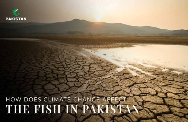 How does climate change affect the fish in Pakistan