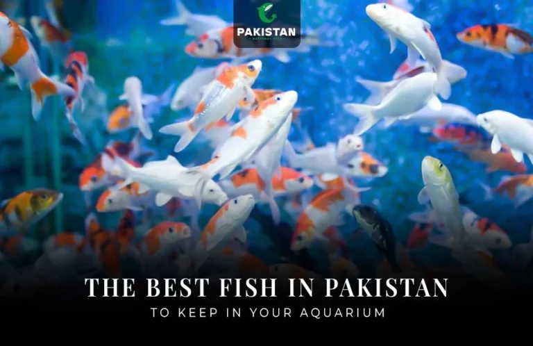 The Best Fish In Pakistan To Keep In Your Aquarium