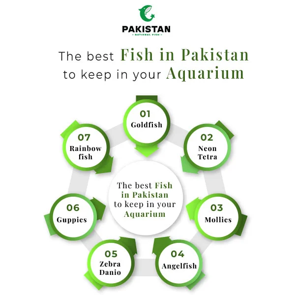 The-best-fish-in-pakistan-to-keep-in-your-aquarium-infographic-min