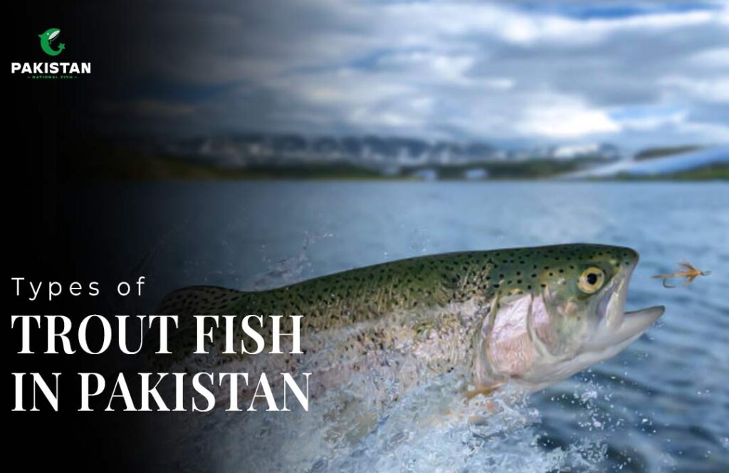 Types of Trout Fish in Pakistan