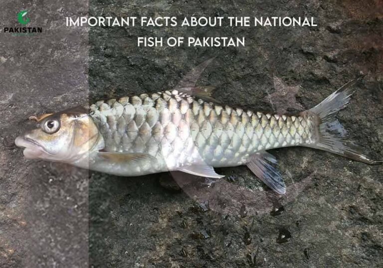 important facts about the national fish of Pakistan