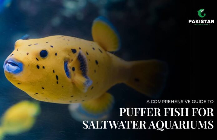 freshwater puffer fish