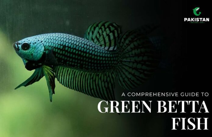 green betta fish