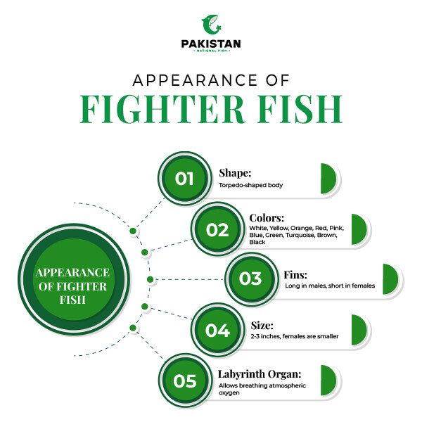 APPEARANCE-OF-FIGHTER-FISH