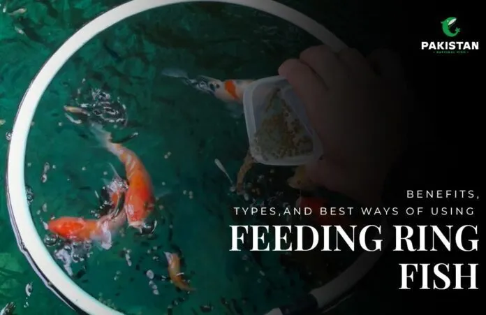 Fish Feeding Ring - Pakistan National Fish